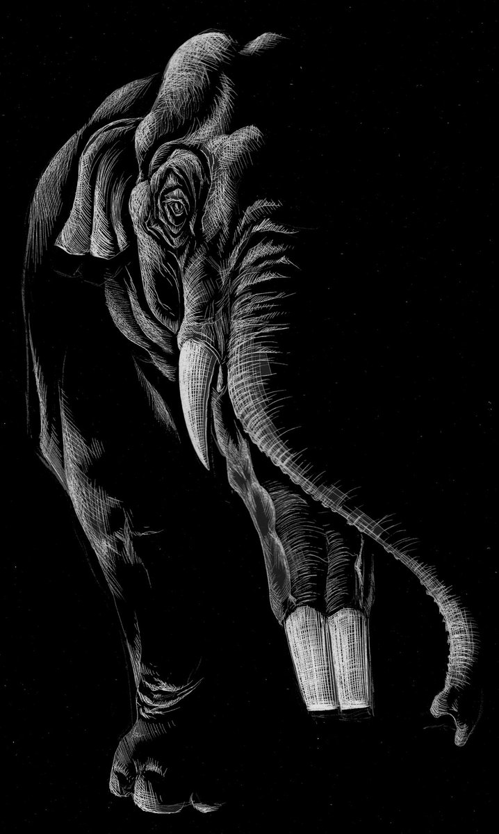 Amebelodon face, black and white etching