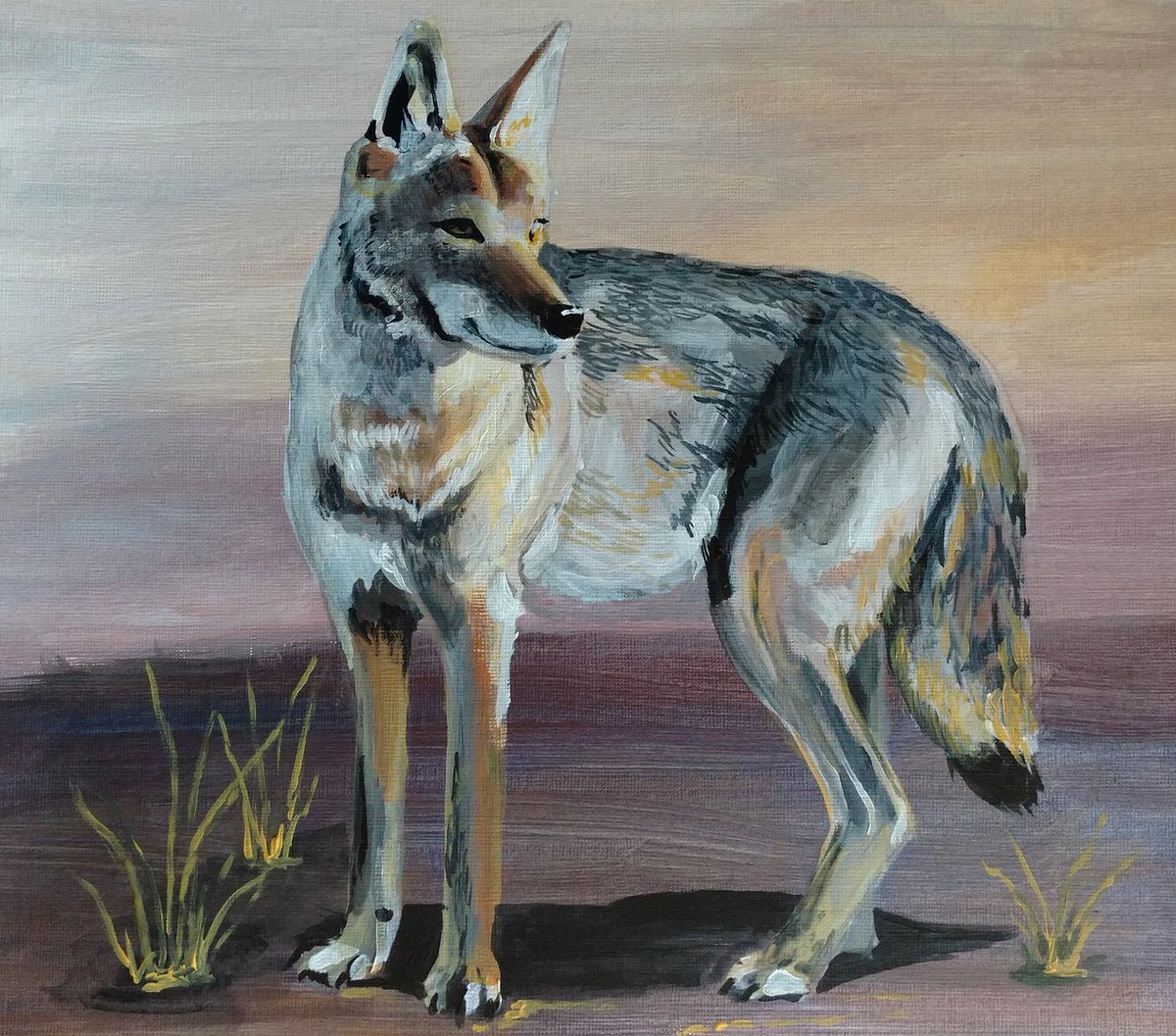painting of a coyote, full body in profile